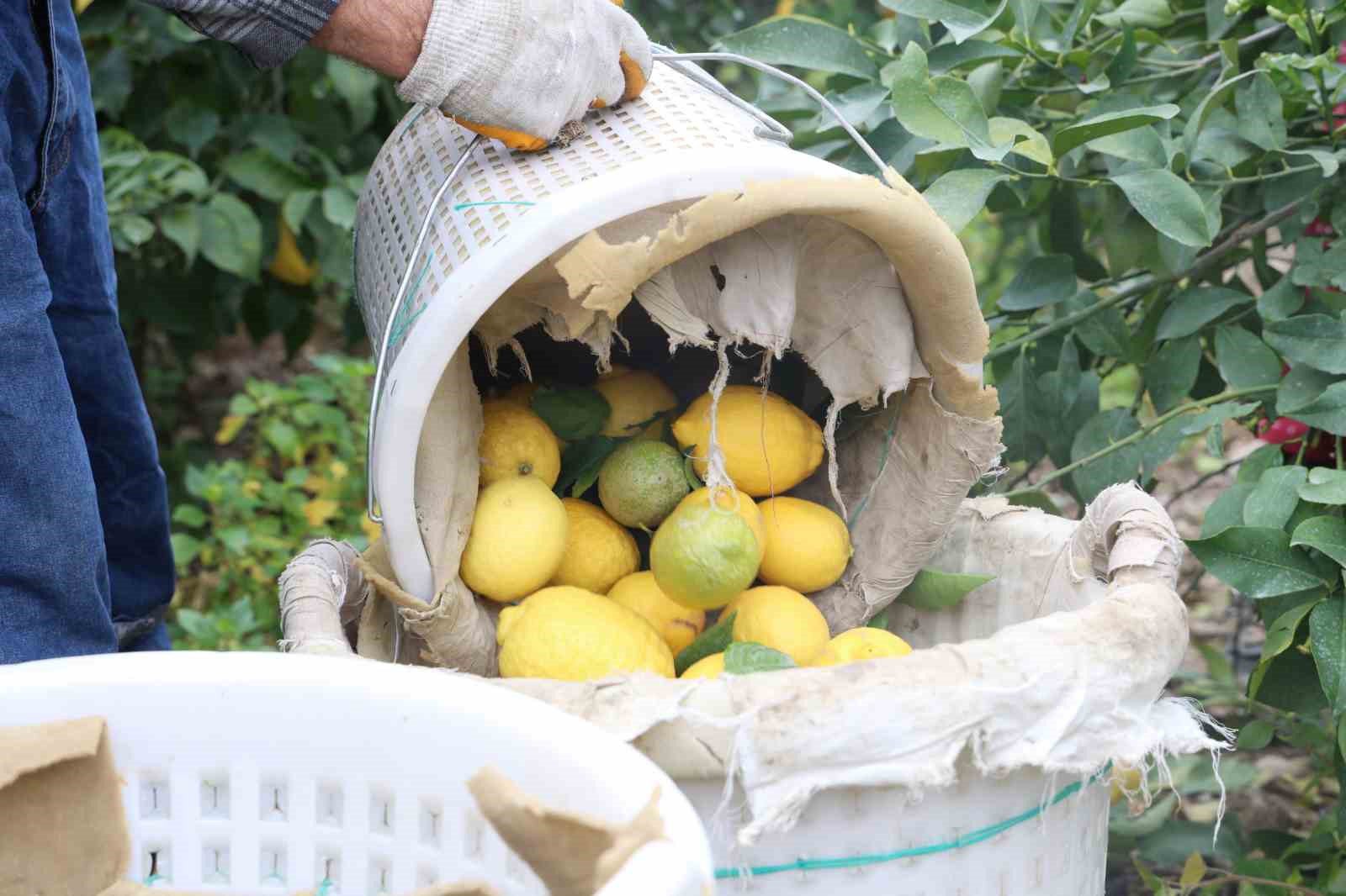 200 bin ton rekolte beklenen limonda ciftciye onemli destek 2 lsyj8Aga