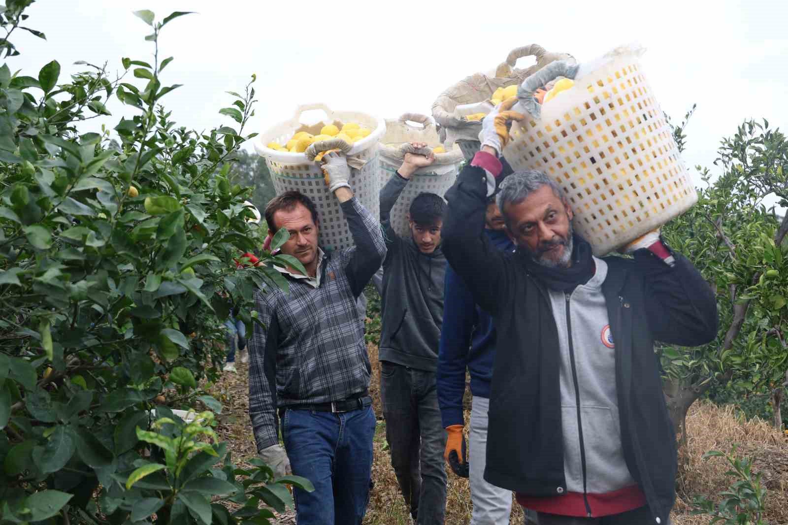 200 bin ton rekolte beklenen limonda ciftciye onemli destek 3 Uik8r9kq