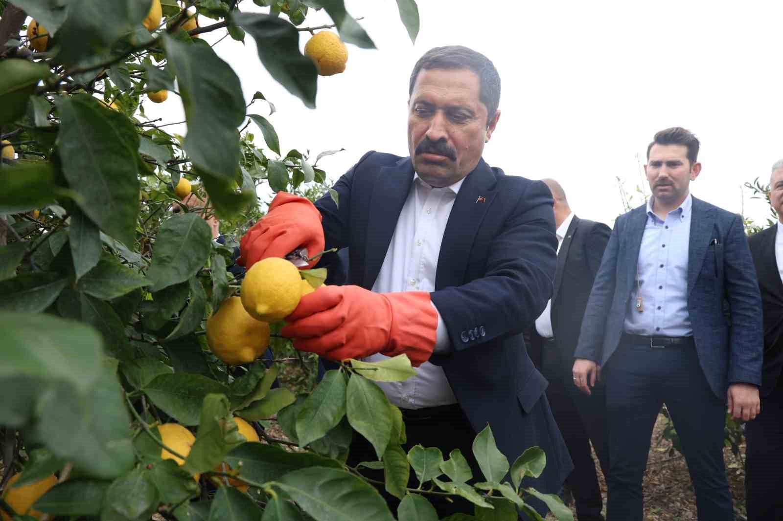 200 bin ton rekolte beklenen limonda ciftciye onemli destek 4 YScsVDzE