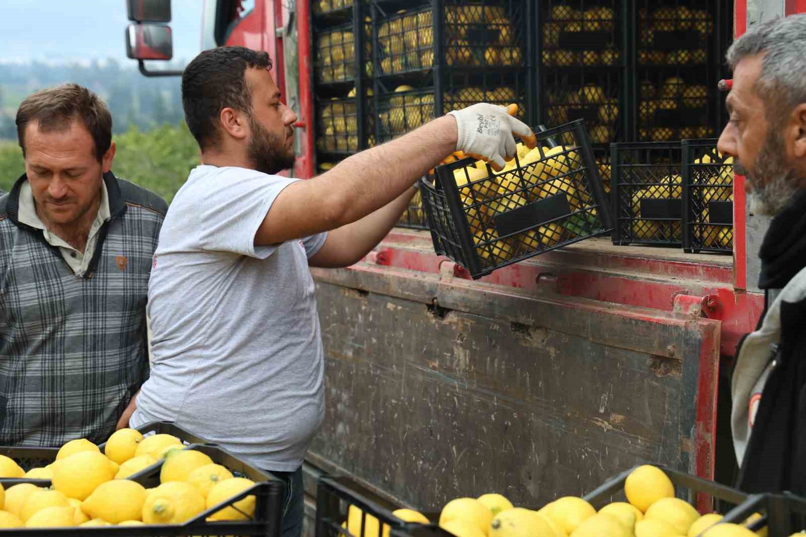 200 bin ton rekolte beklenen limonda ciftciye onemli destek 6 RScp2czq