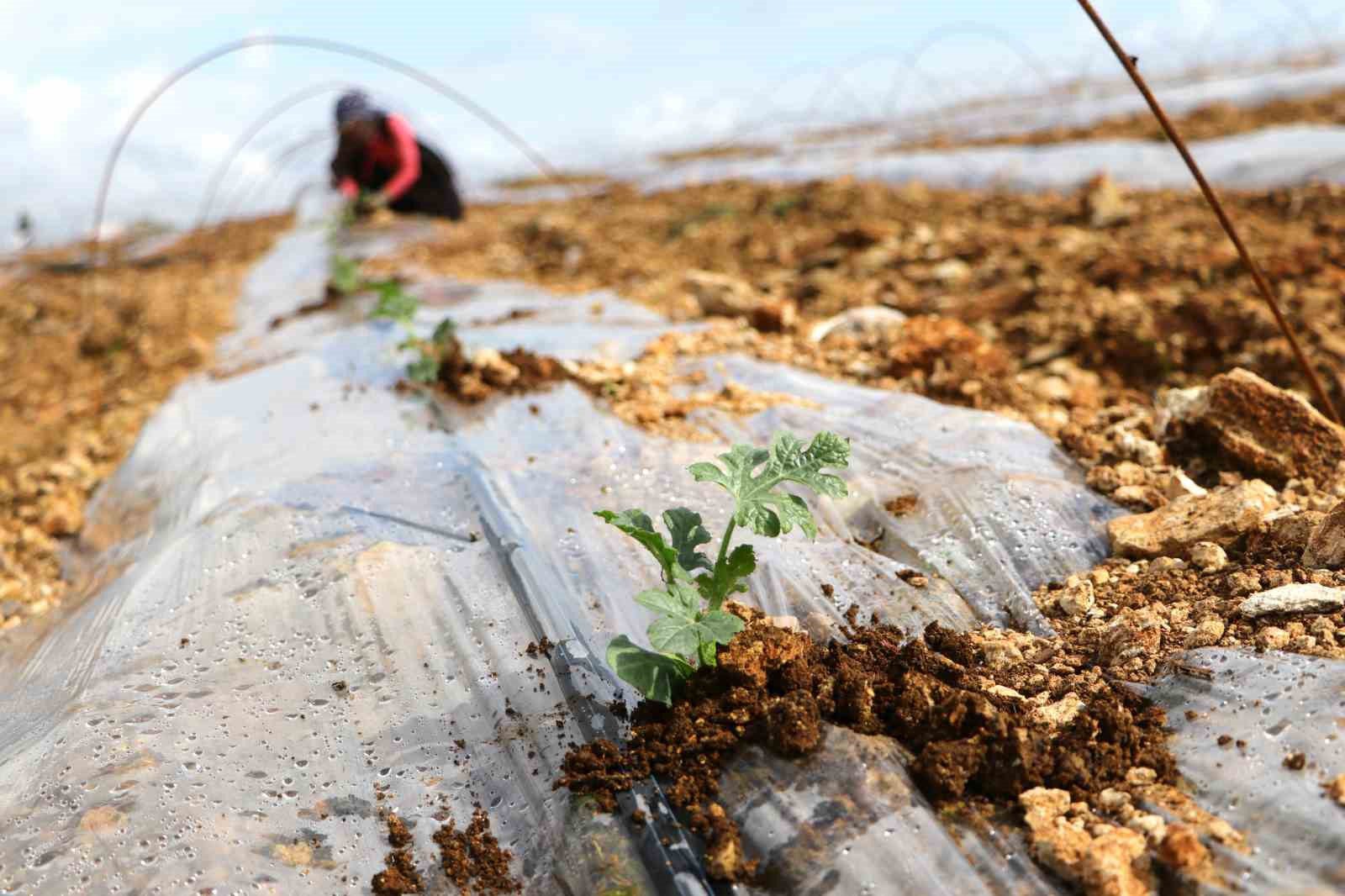 adana karpuzunda fideler toprakla bulustu 0 A47l6pL3