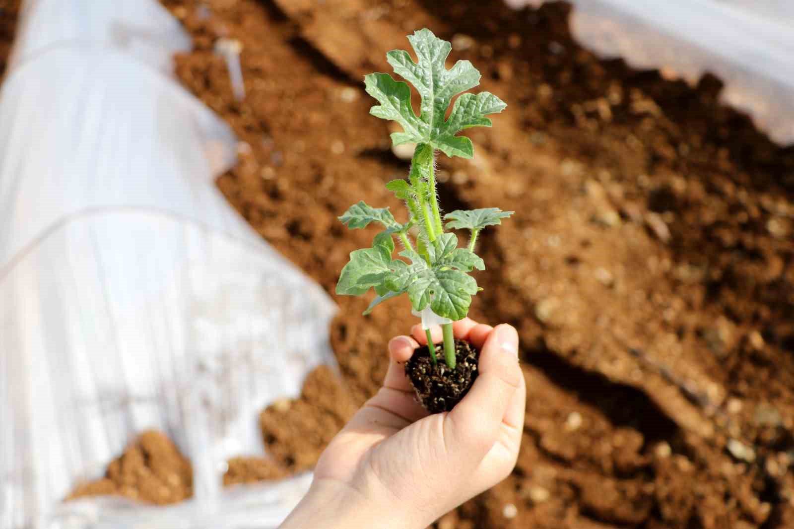 adana karpuzunda fideler toprakla bulustu 1 ZVC1cJYa