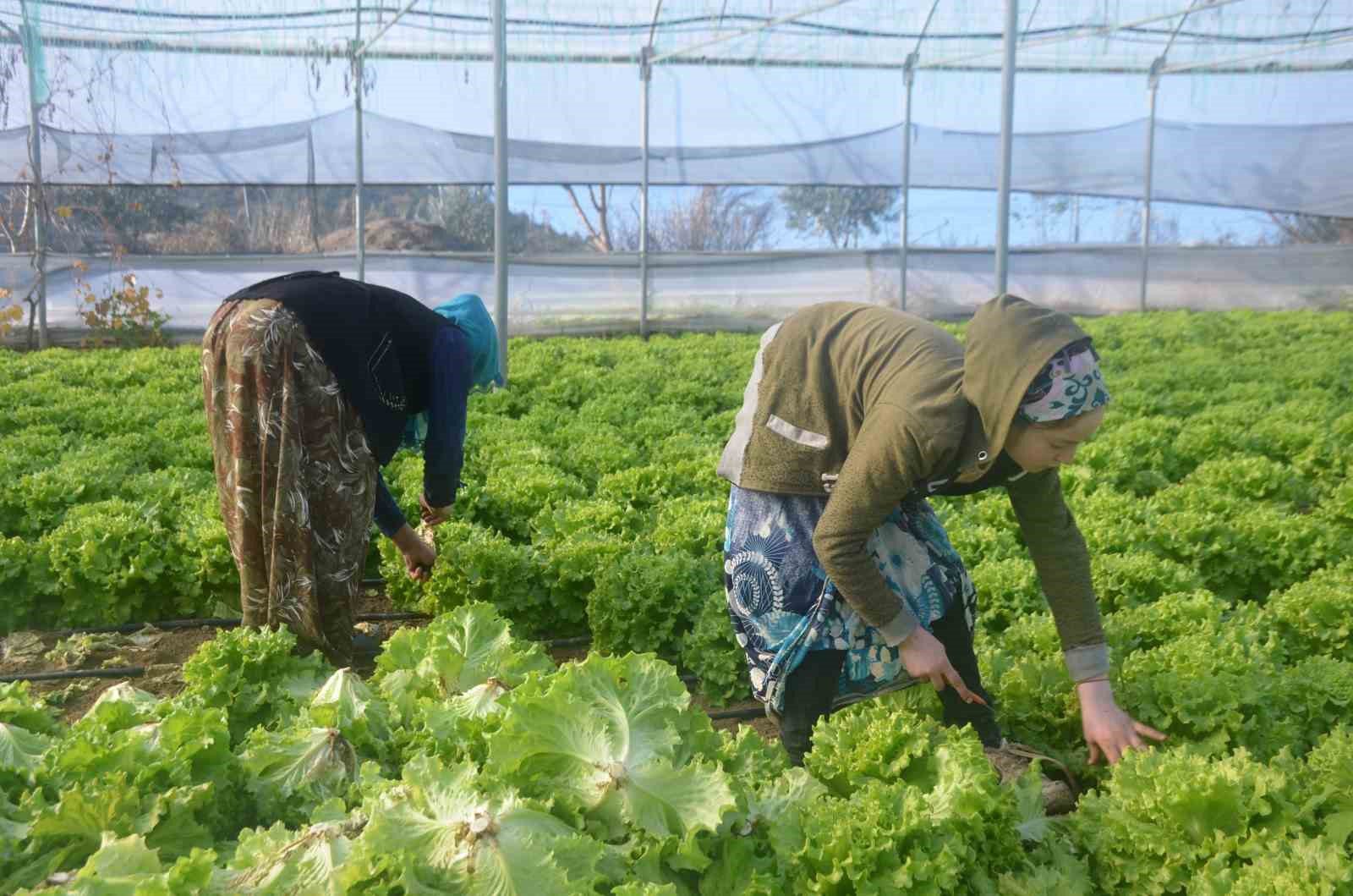 bilecikte 45 milyon adet marul hasadi yapiliyor 2 sGrG43hv