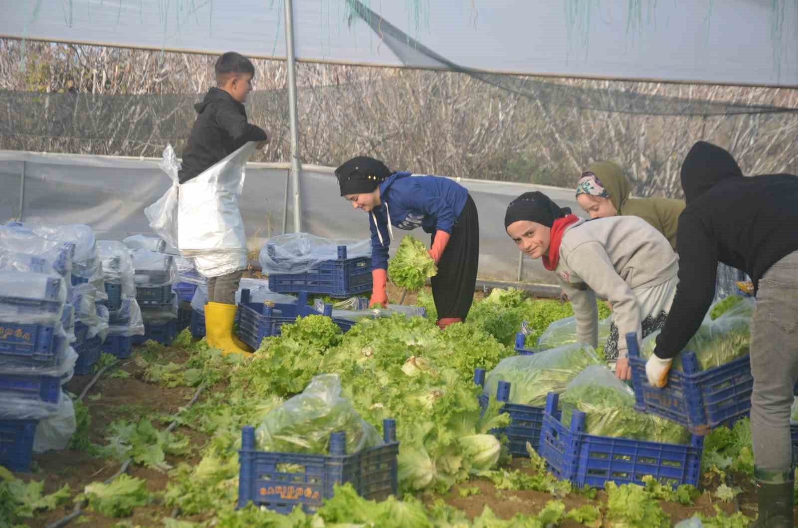 bilecikte 45 milyon adet marul hasadi yapiliyor 3