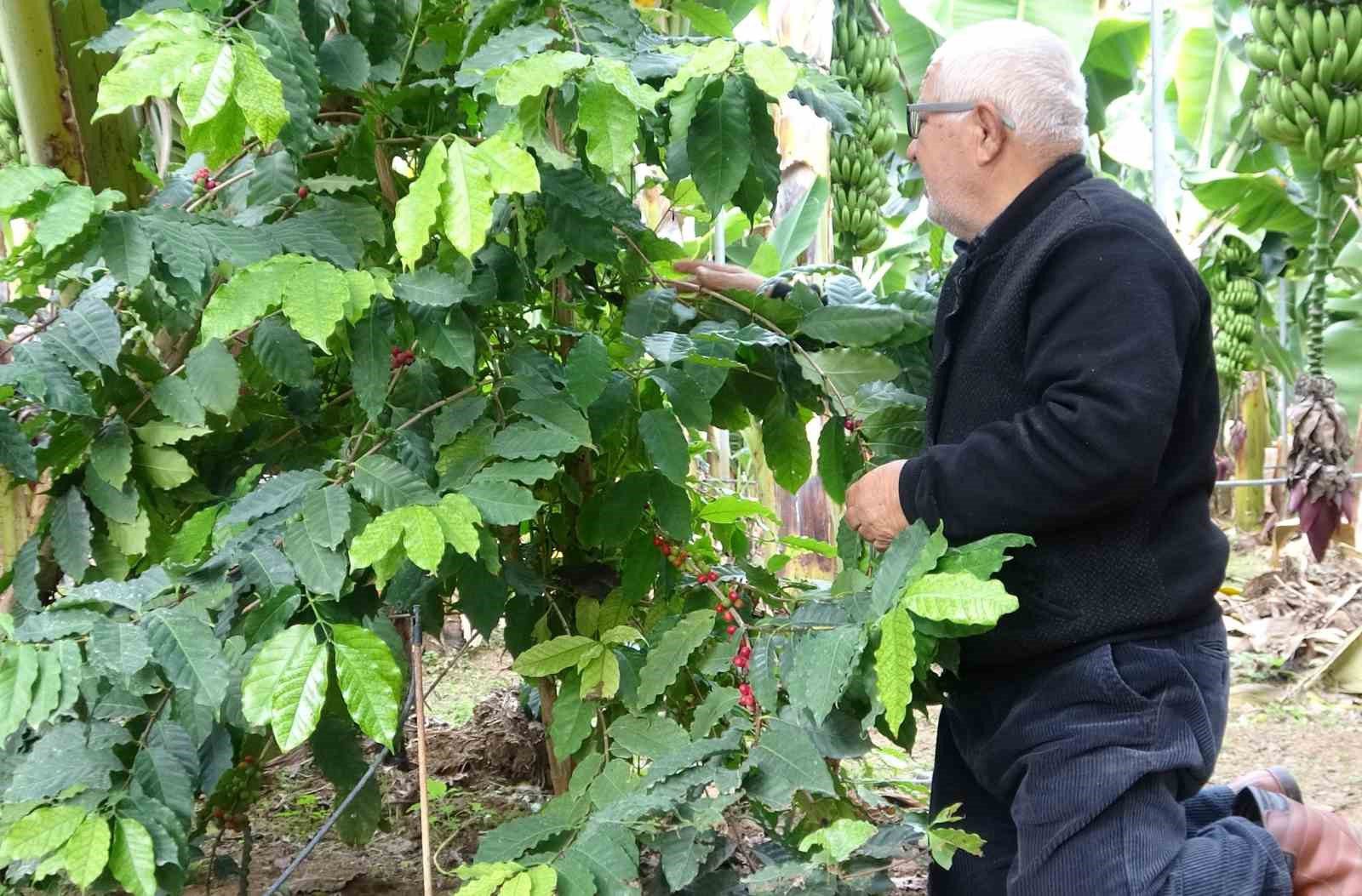 kahve agaci yetistiren mersinli uretici ilk urunlerini aldi 1 sQu6wLFM