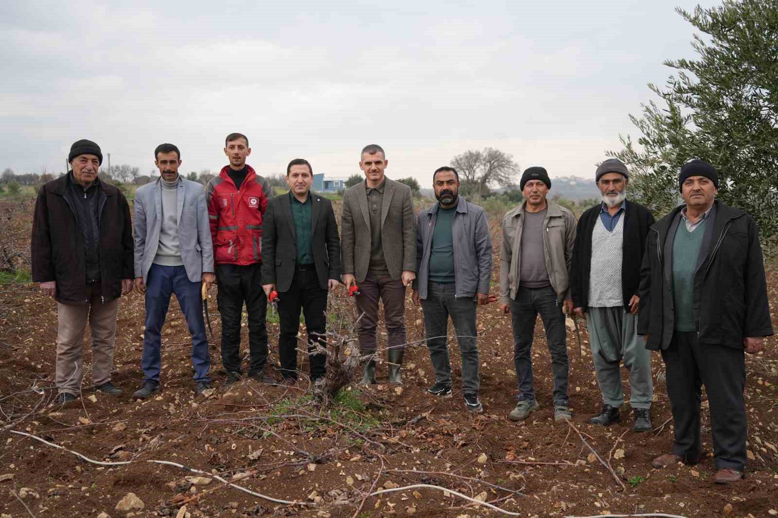 kilis horozkarasi uzumunde budama mesaisi basladi 0 iIK7blMt