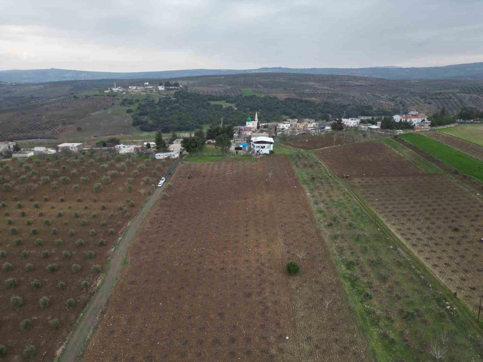 kilis horozkarasi uzumunde budama mesaisi basladi 1 TubGL7aA