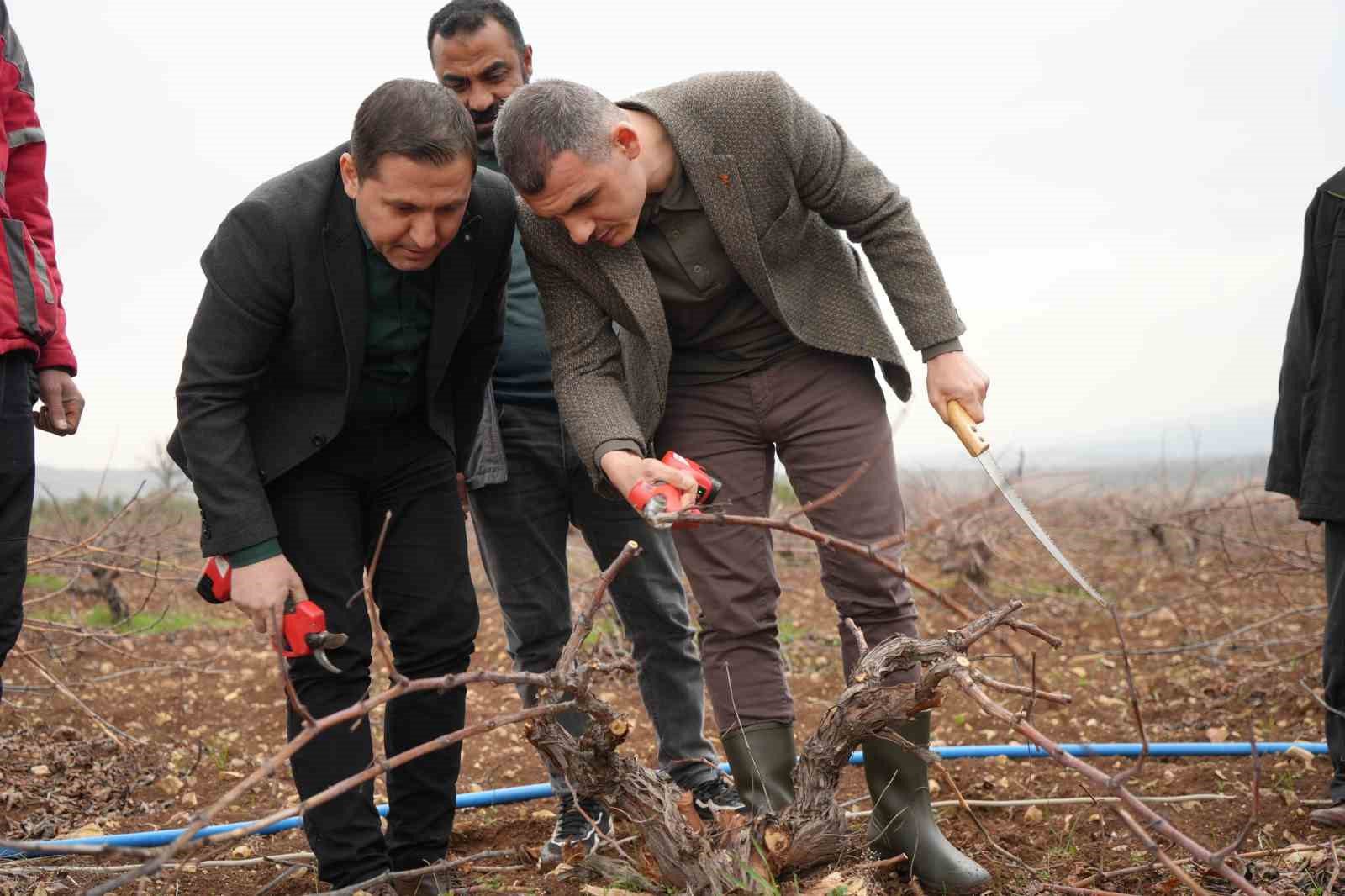 kilis horozkarasi uzumunde budama mesaisi basladi 3 ZVpkyITu