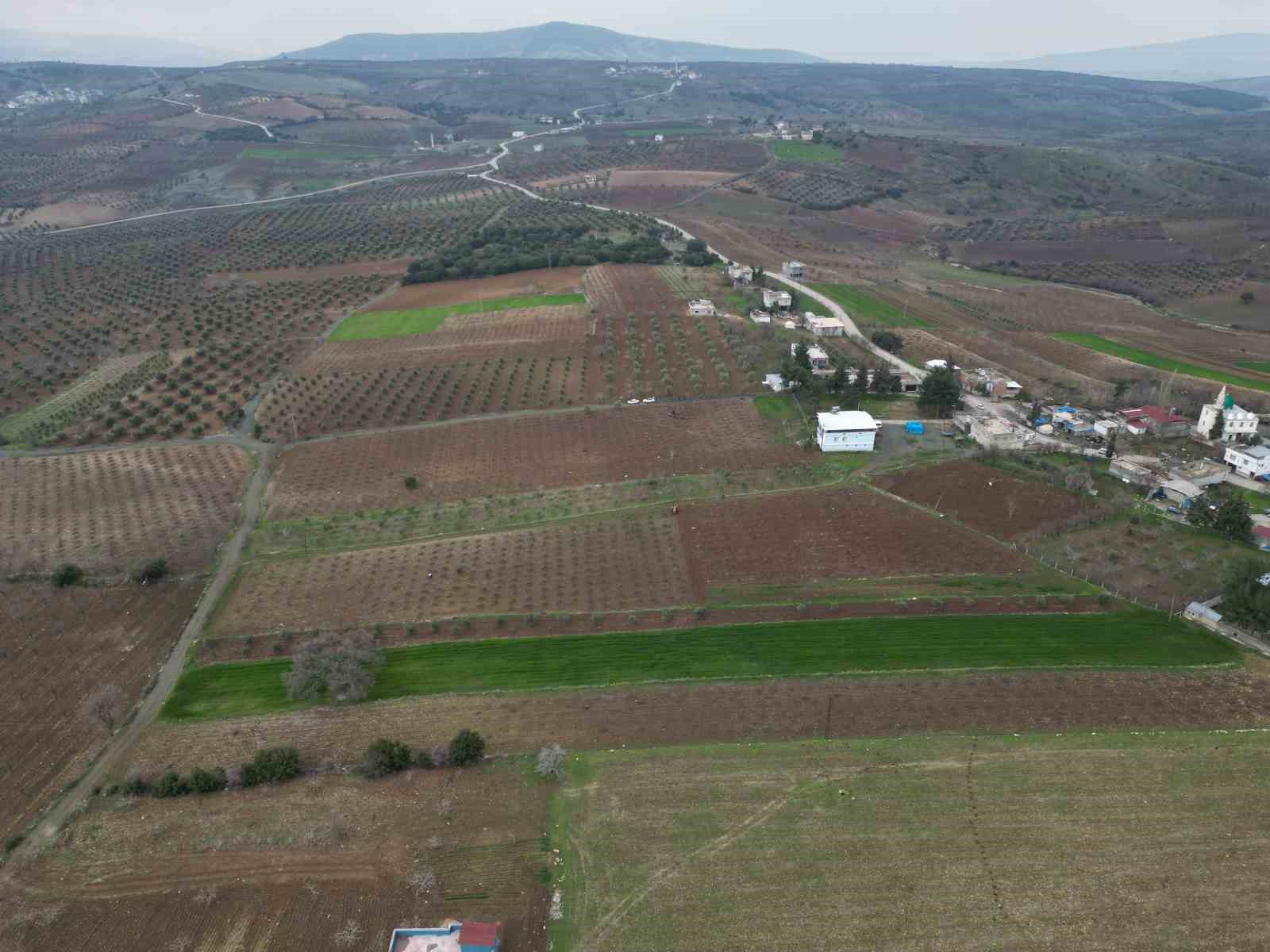 kilis horozkarasi uzumunde budama mesaisi basladi 5 GlkCekKI