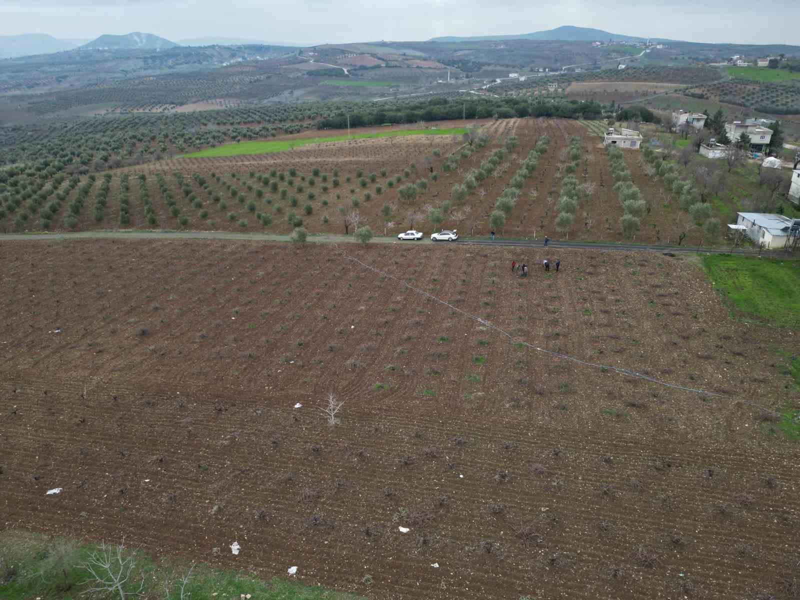 kilis horozkarasi uzumunde budama mesaisi basladi 6 sYwdT4cm