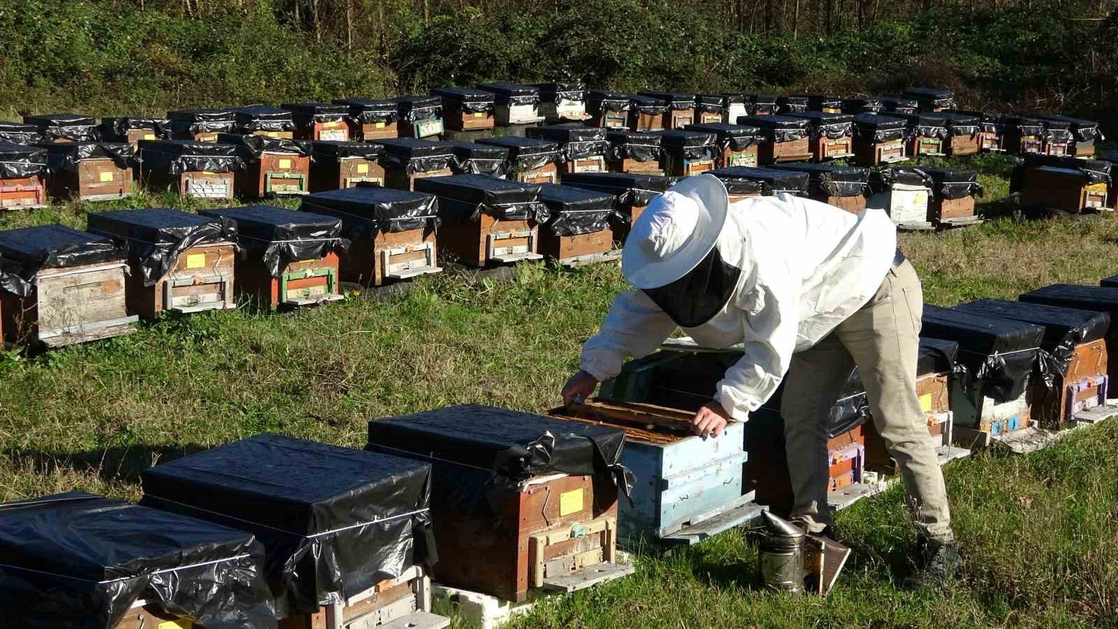 kuresel isinma arilarin dengesini bozdu koloni kayiplari yasaniyor 2