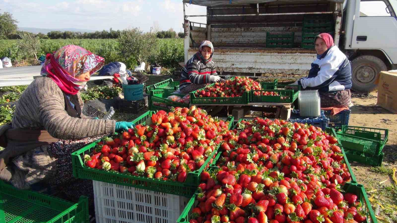 mersinde ortu altinda cilek hasadi suruyor 1 Y8fLJwk7