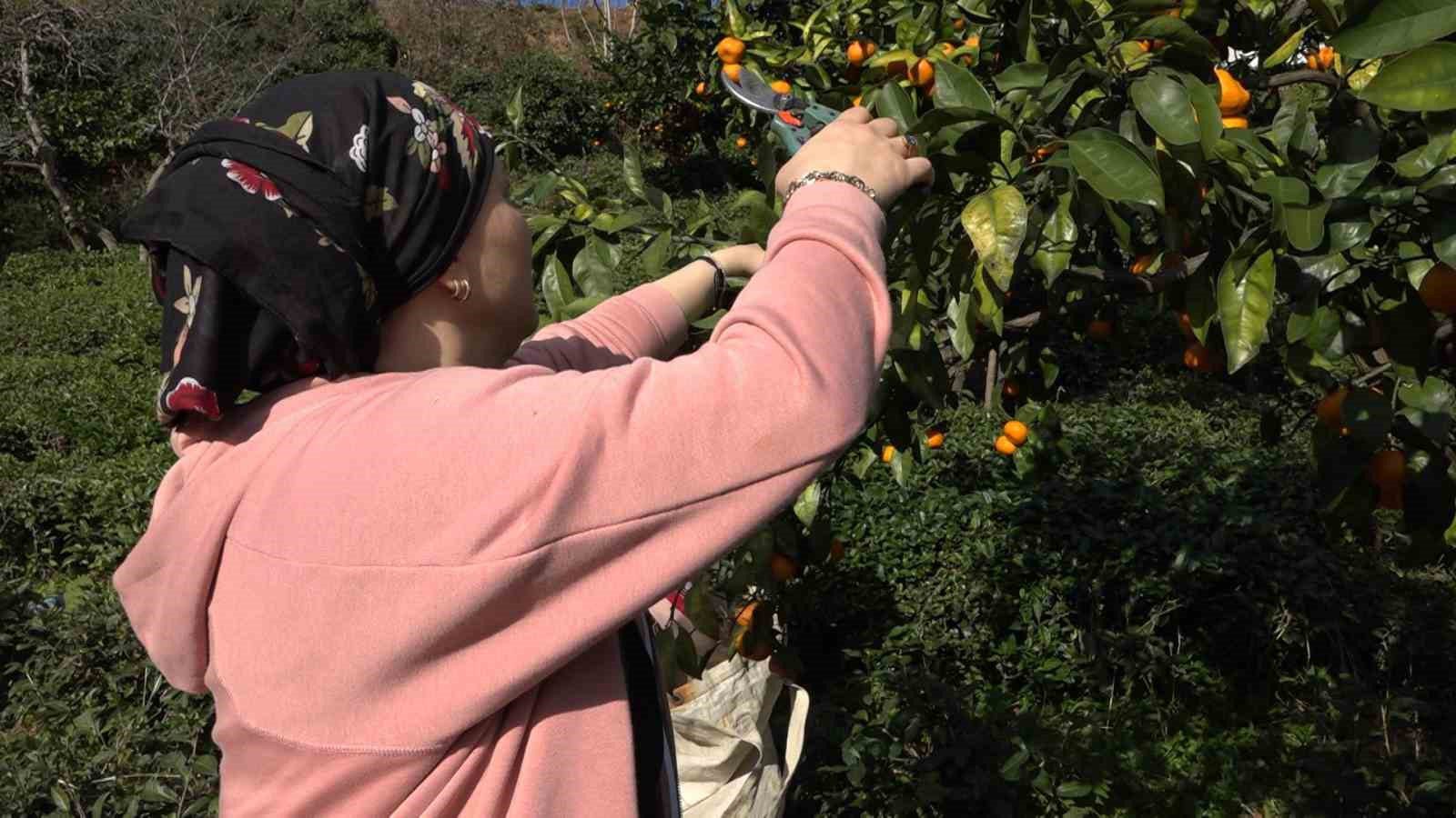 rizeli ciftciler yazin cay kisin mandalina toplayarak gecimlerini sagliyor 4