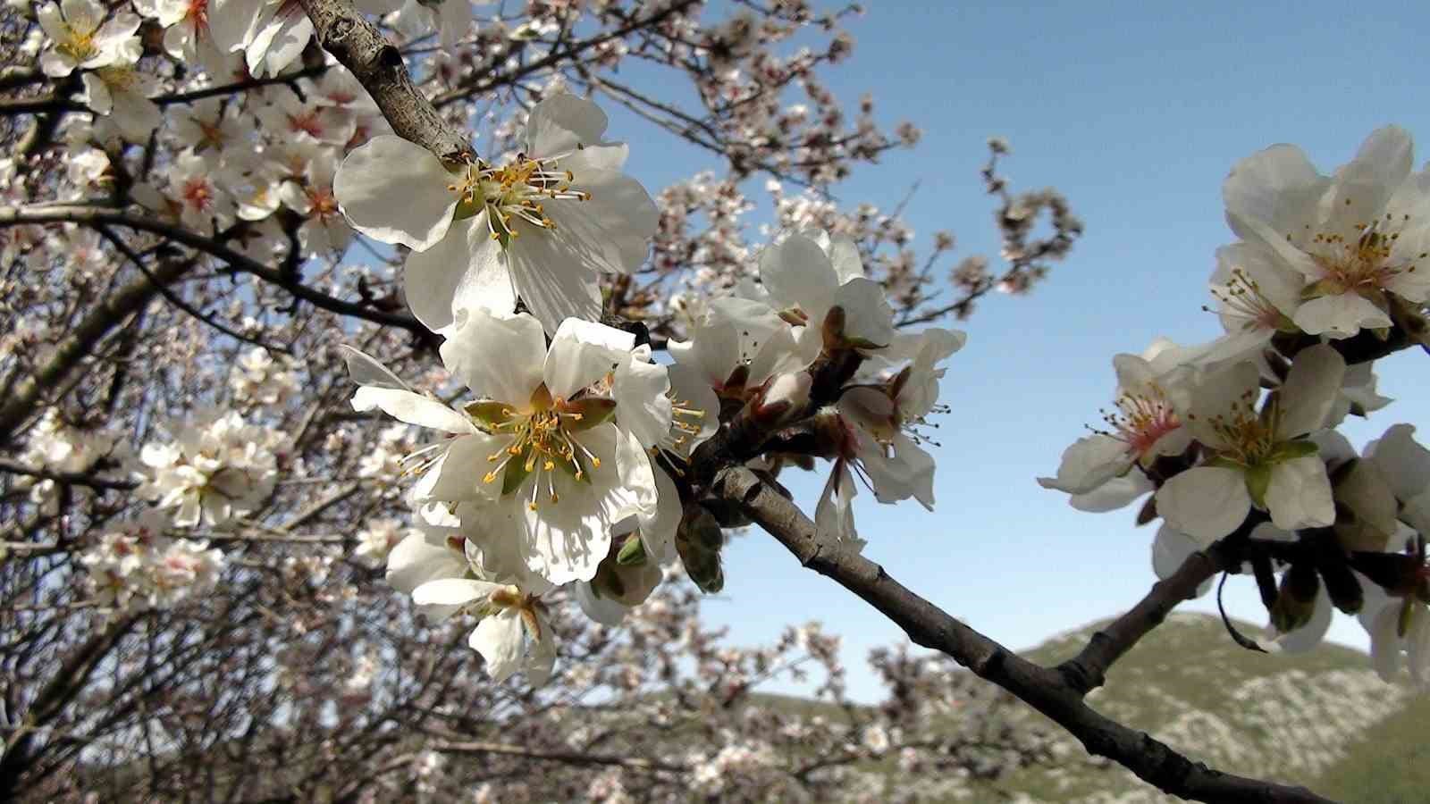 antalyanin yuksek kesimlerinde gunese aldanan badem agaclari erken cicek acti 4 PsJ3z9Hk