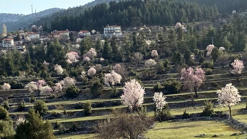 antalyanin yuksek kesimlerinde gunese aldanan badem agaclari erken cicek acti 5 eRaePyeX