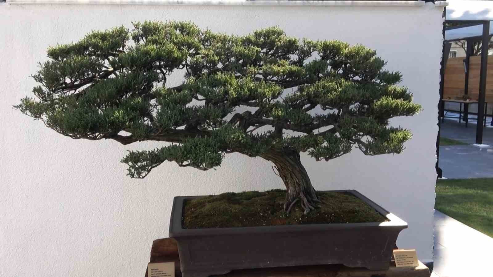 turkiyenin ilk avrupanin en buyuk bonsai muzesi yalovada acildi 2 cuwTb8g3