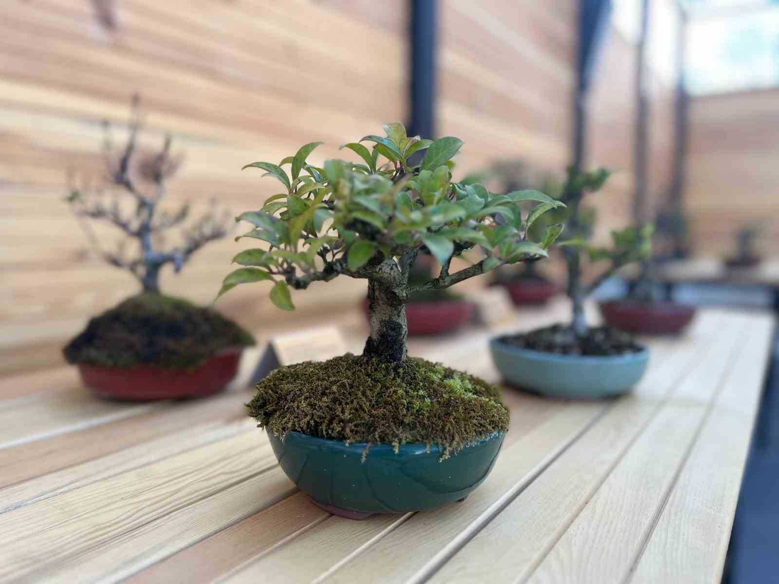 turkiyenin ilk avrupanin en buyuk bonsai muzesi yalovada acildi 8 Uez2VZLf