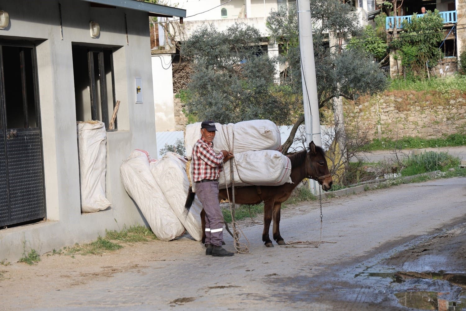 akaryakit zamlari at esek ve katirlari kiymetli kilmaya devam ediyor 0