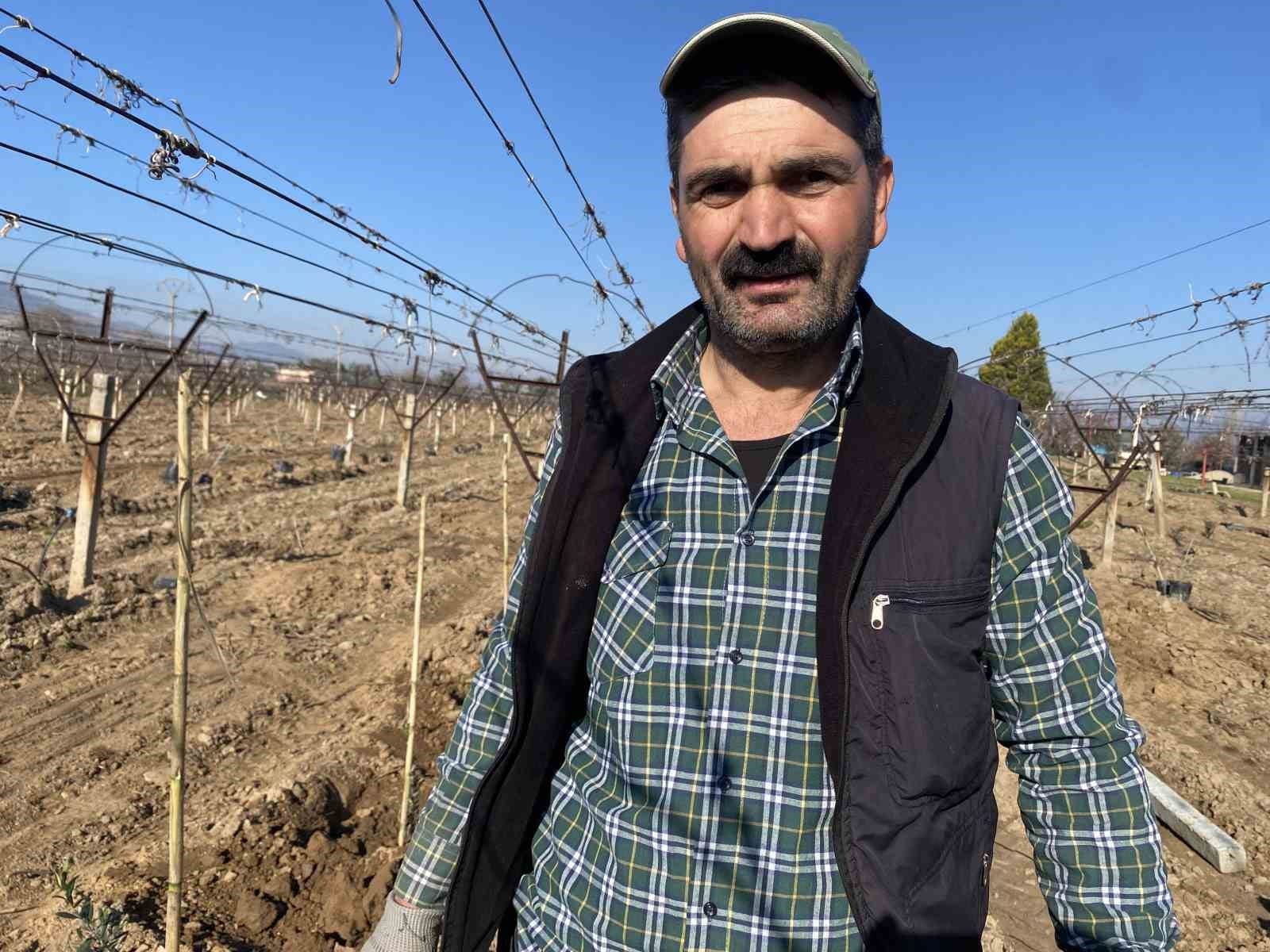 alasehirde uzum baglari sokulup yerine zeytin dikiliyor 1