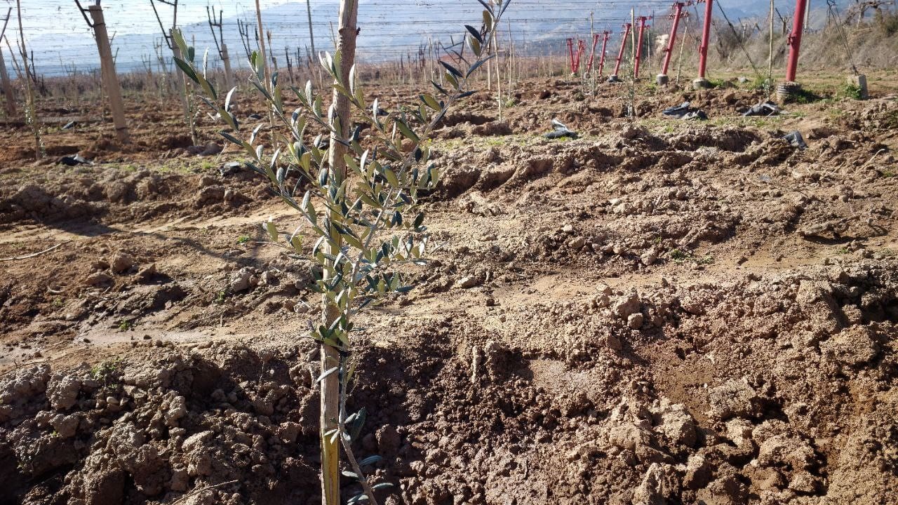 alasehirde uzum baglari sokulup yerine zeytin dikiliyor 2 TXYA6uZR