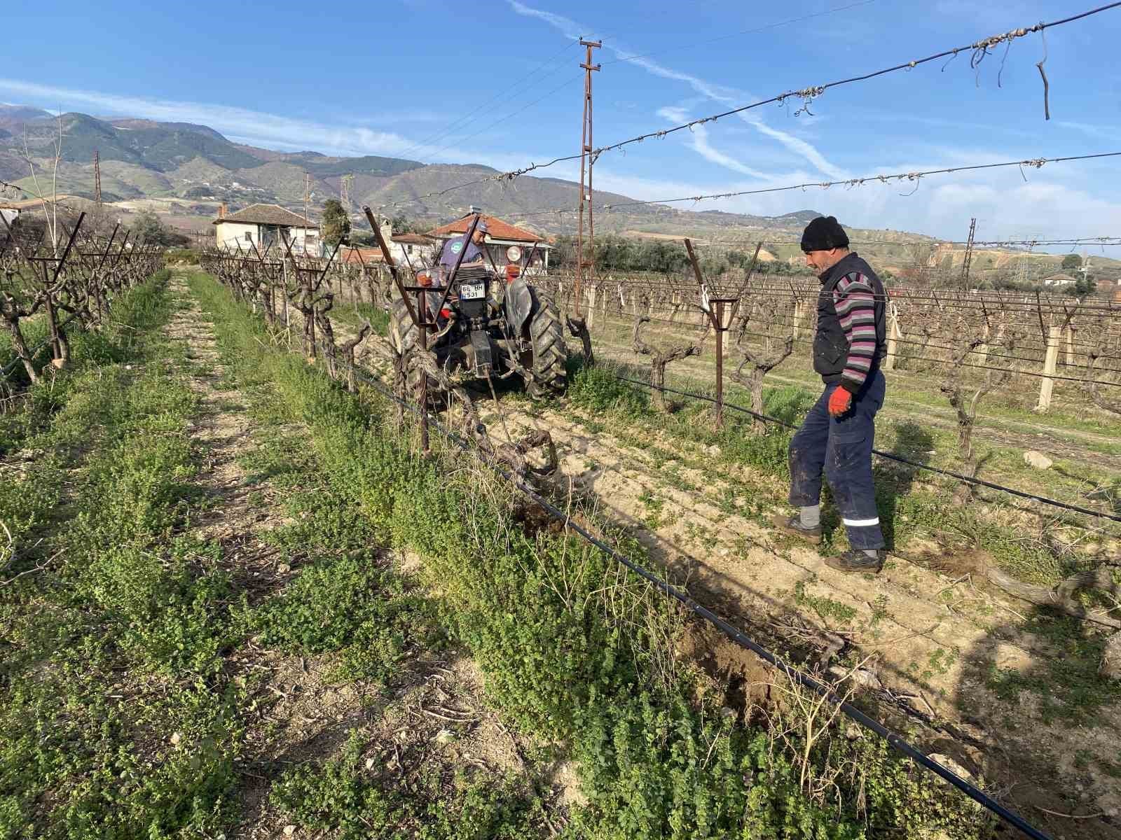 alasehirde uzum baglari sokulup yerine zeytin dikiliyor 5 lsRAcfI8