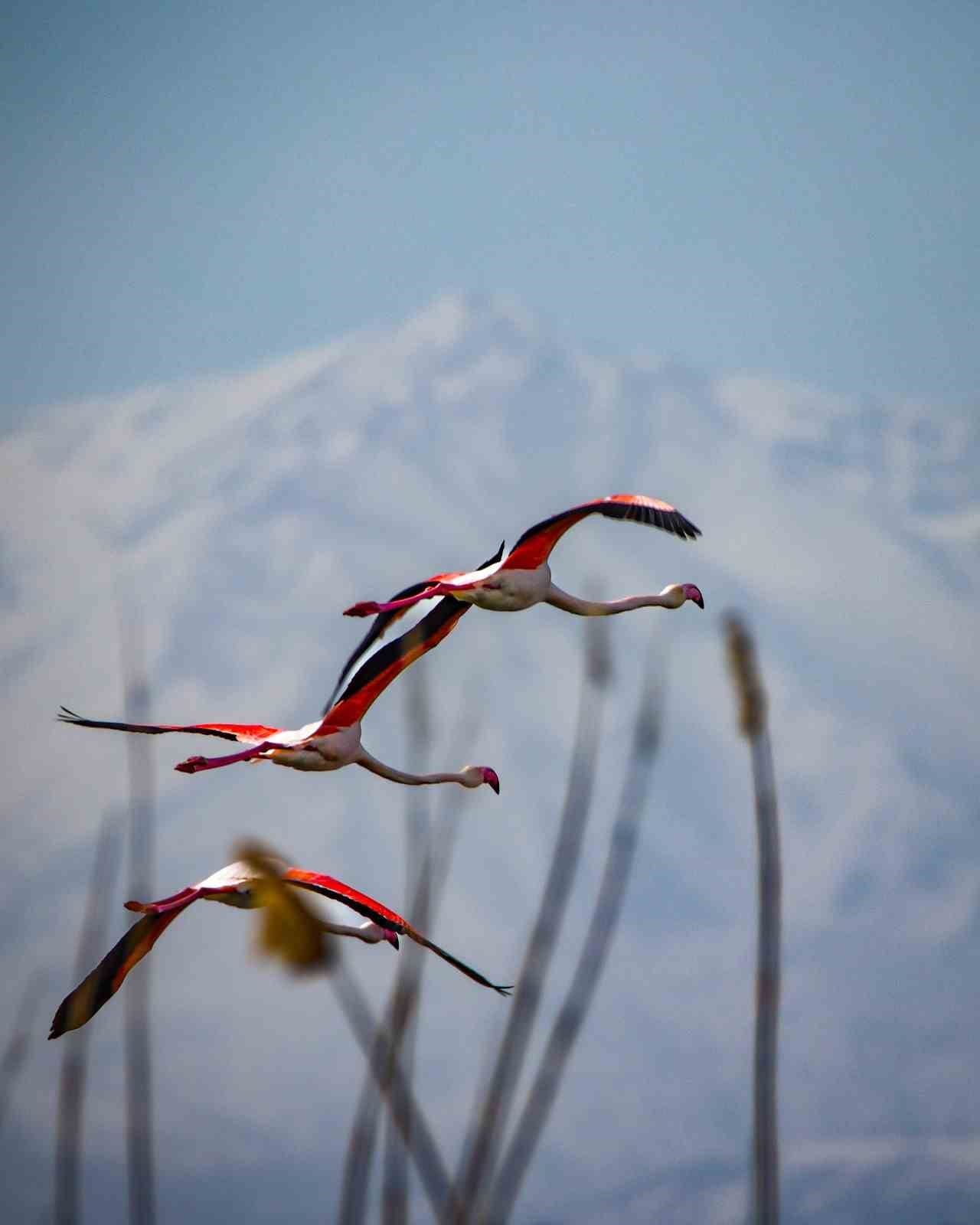 flamingolar akkaya barajinda 0 OLSpRz3Z