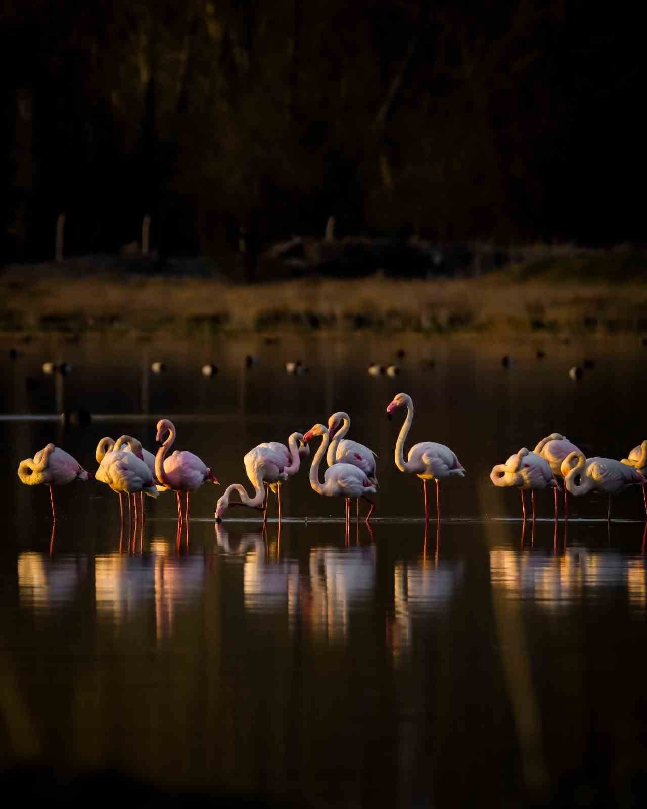 flamingolar akkaya barajinda 3