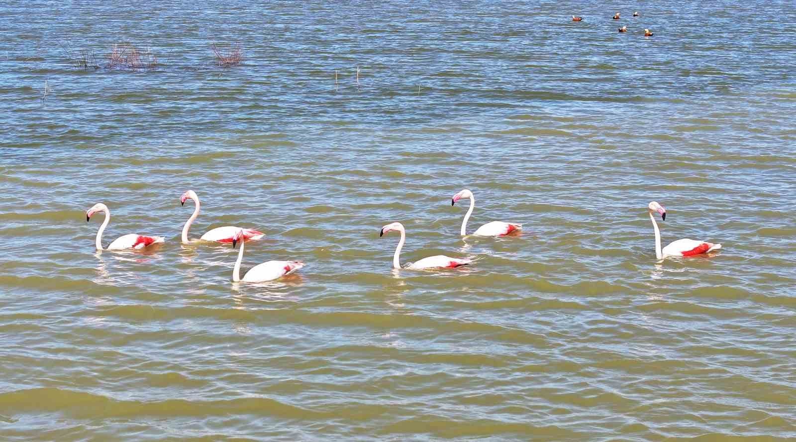 flamingolar golbasina misafir oldu 1 4f78kYv2