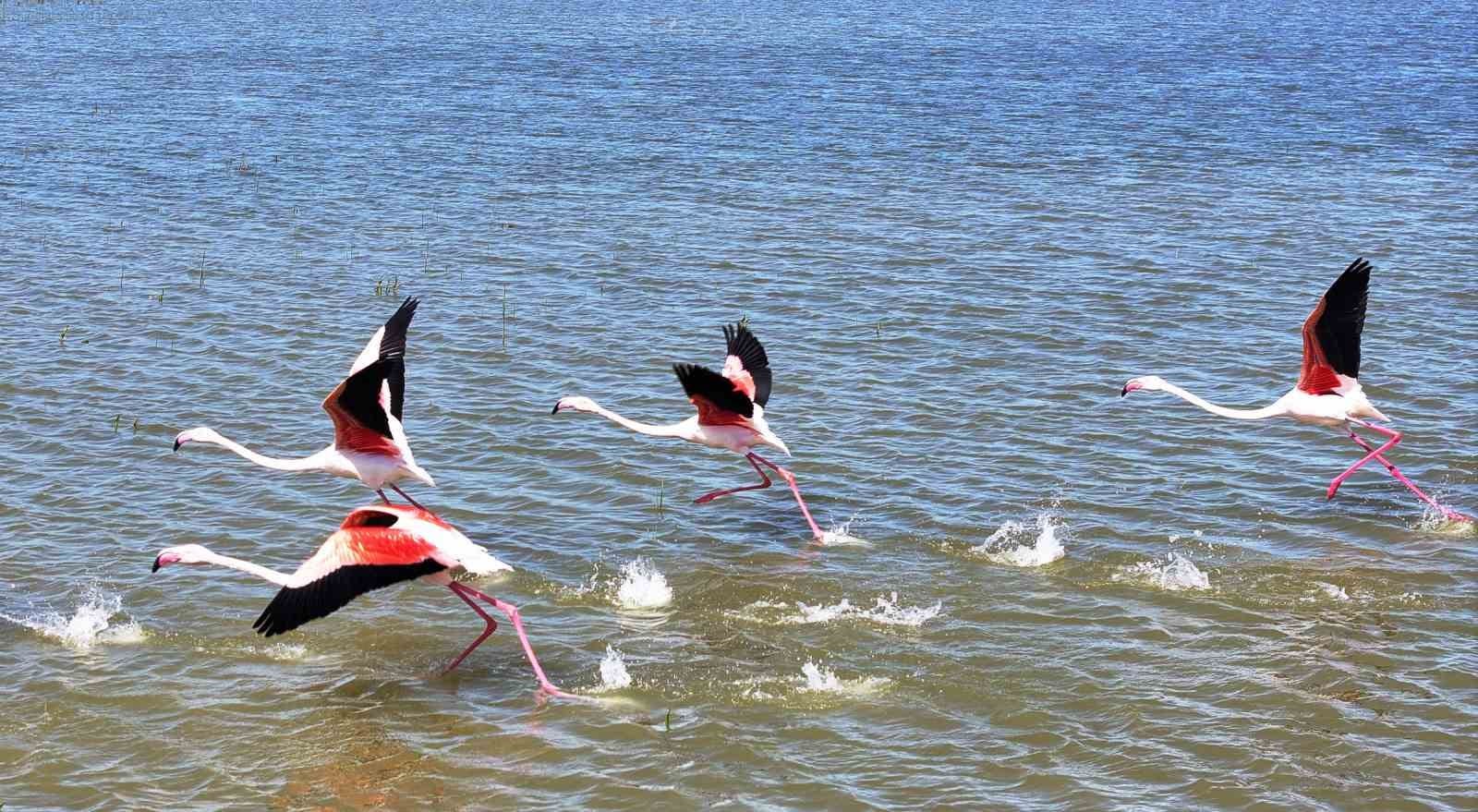 flamingolar golbasina misafir oldu 2 tNs6dwMh