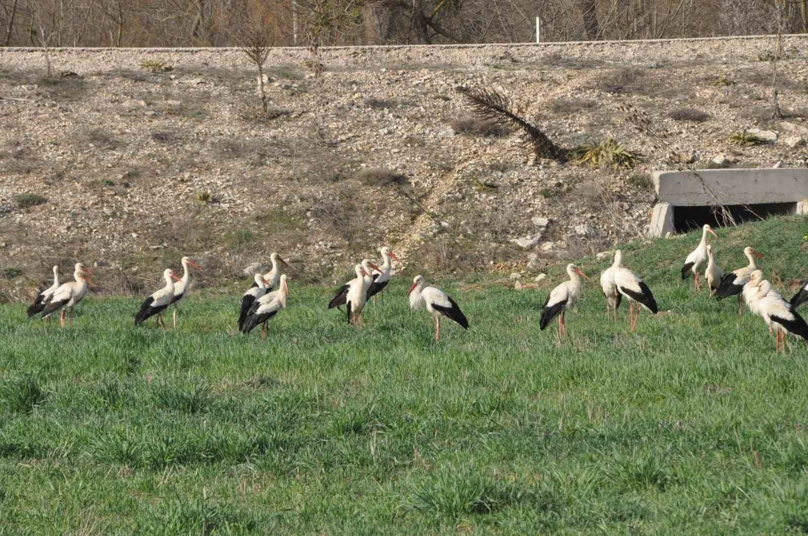 leyleklerin goc duragi bolu 5 N8ydqA2r