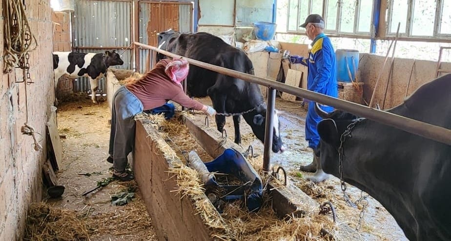 sokede buyukbas hayvanlarin asilanmasi devam ediyor 2