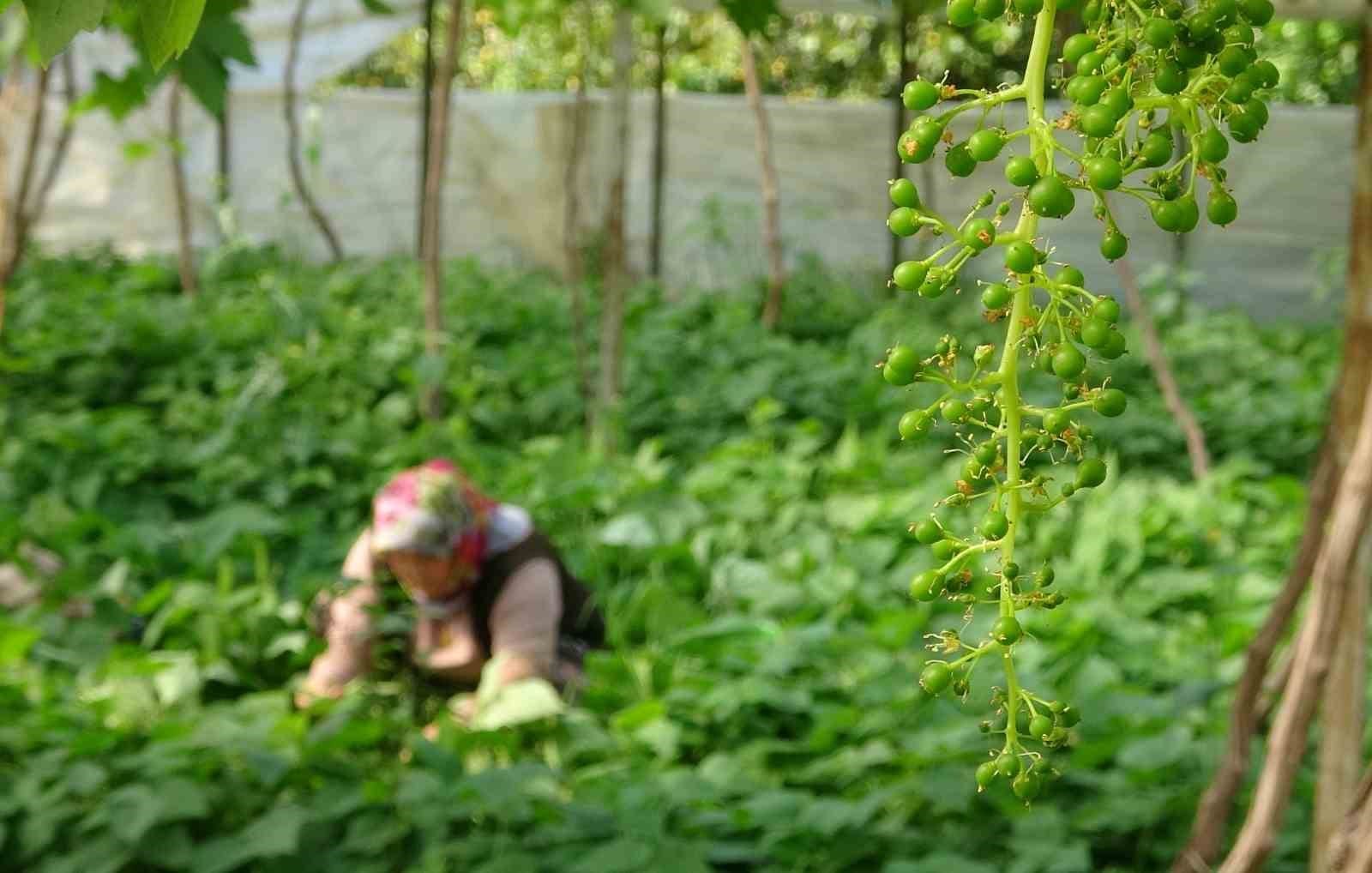 turfanda urunle cifte kazanc ilk hasat fasulyede 5 By9IOOnF