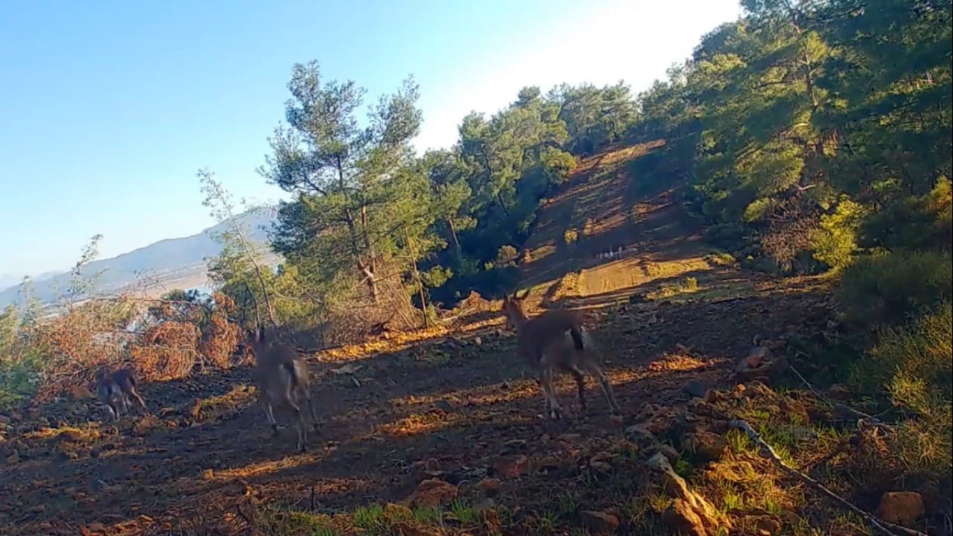 yaban hayvanlari fotokapana yakalandi 4 F8zt4P8D