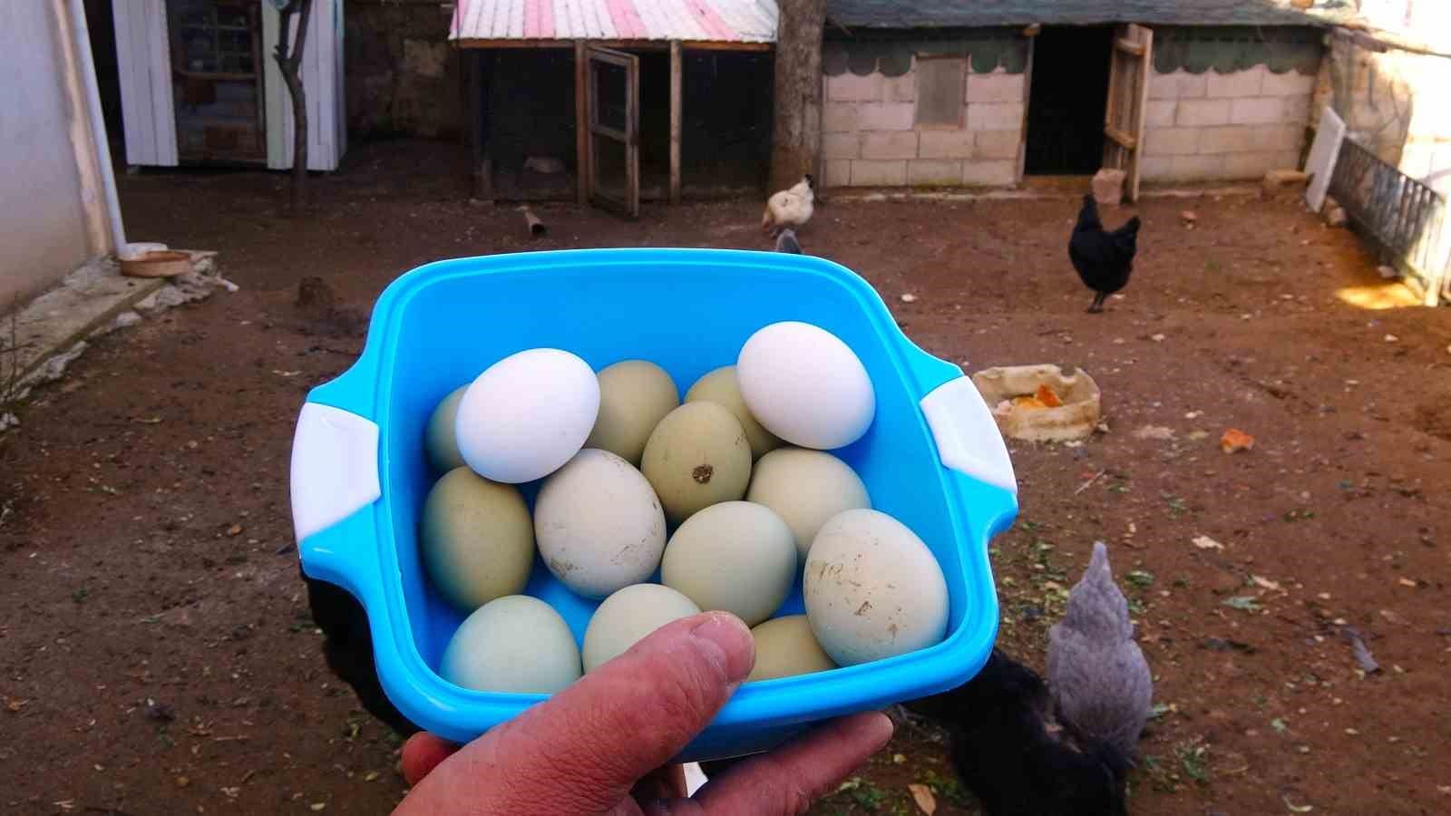 yesil yumurtanin tanesi 20 liradan satiliyor 3 OuFg1eO9