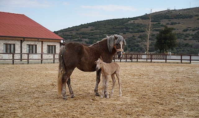 alia-parkin-ilk-tayi-dunyaya-geldi-8vBrDLba.jpg