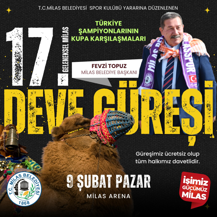 Muğla milas'ta deve güreşi festivali düzenlenecek