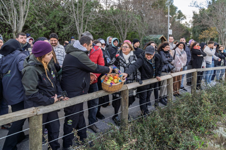 Türkiye’de doğan ilk fil i̇zmir 14 yaşında... 'fil'e bal kabaklı yaş günü!